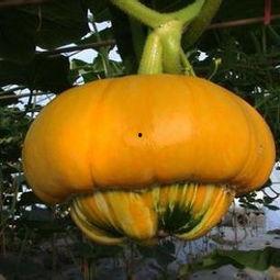 嫩香炉瓜怎么吃,解锁美味新体验