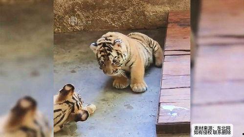 吃瓜虎是什么,网络热词背后的文化现象与传播效应