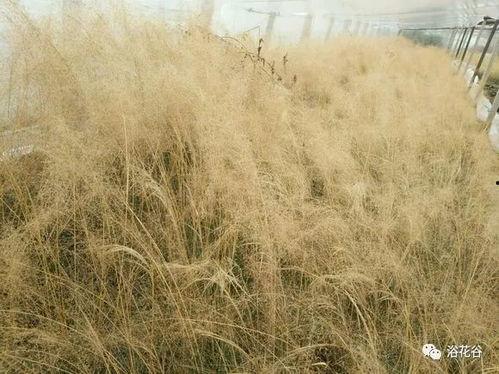 重庆网红乱子草培育基地,打造绿色生态新名片