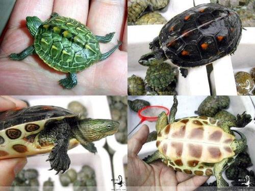 乌龟招财的名字网红,揭秘网红背后的财富密码