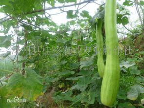 冬天砍瓜怎么吃,创意吃法，探索冬天砍瓜的多彩食光