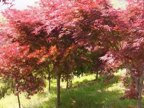 头条拍摄中国红枫树,中国红枫树的绚烂色彩画卷