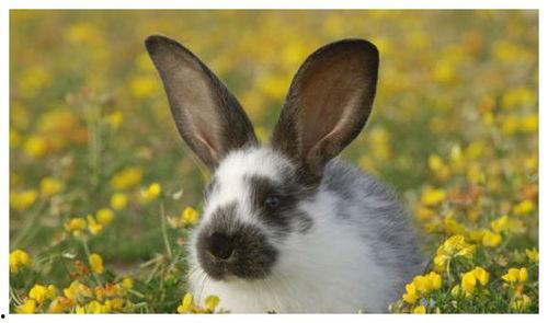 哪些明星是属兔的