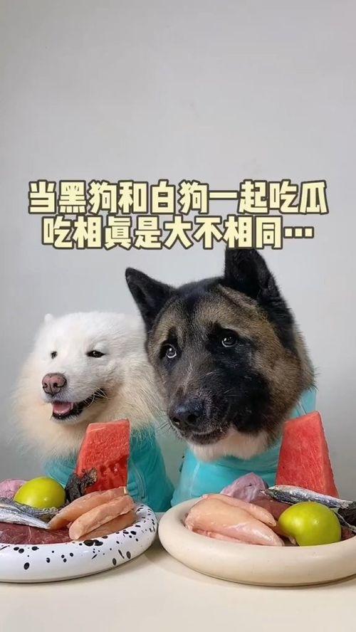 吃瓜的萌宠小队,欢乐逗趣的日常趣事