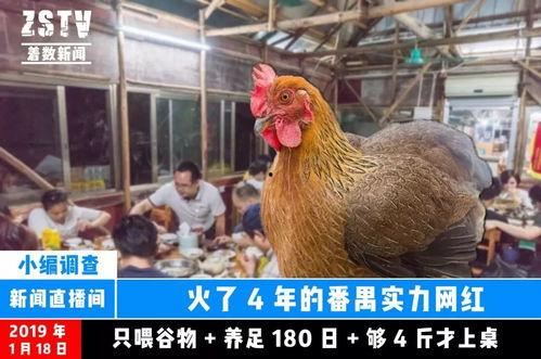 卖鸡网红,揭秘网络红人的崛起之路