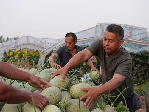 吃瓜村里八卦,揭秘八卦背后的真相