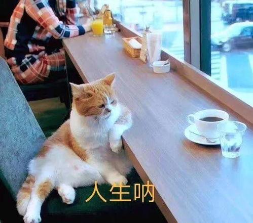 吃瓜猫咪文案搞笑句子,笑料横生，萌态百出