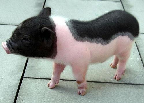 动态网红小香猪下载