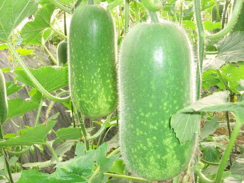 51fun每日必吃大瓜,揭秘娱乐圈最新热点事件