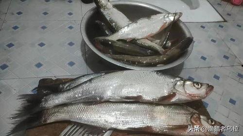 网湖钓红尾,探寻红尾之美