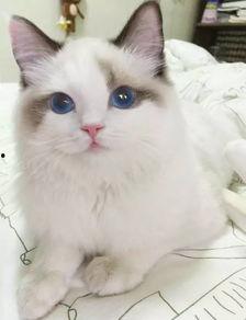 盘点那些网红猫猫