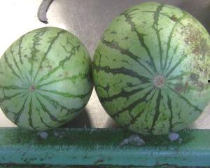 xy圈圈粉丝连线吃瓜,xy圈圈粉丝连线吃瓜大揭秘